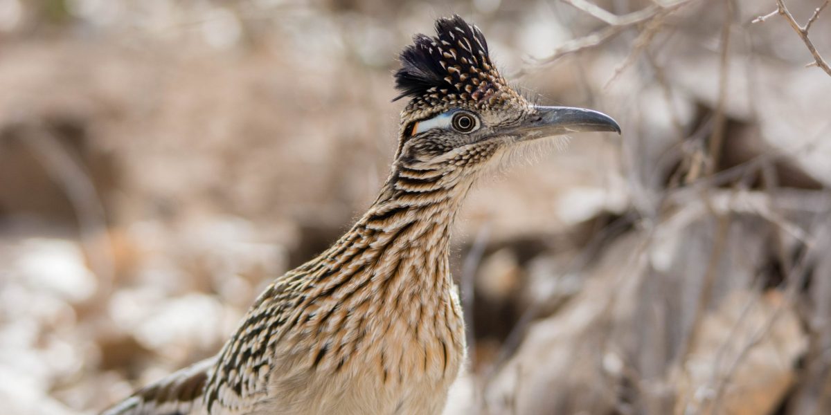 Roadrunner close up.