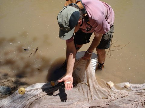 Volunteer netting water bugs for macro-count.