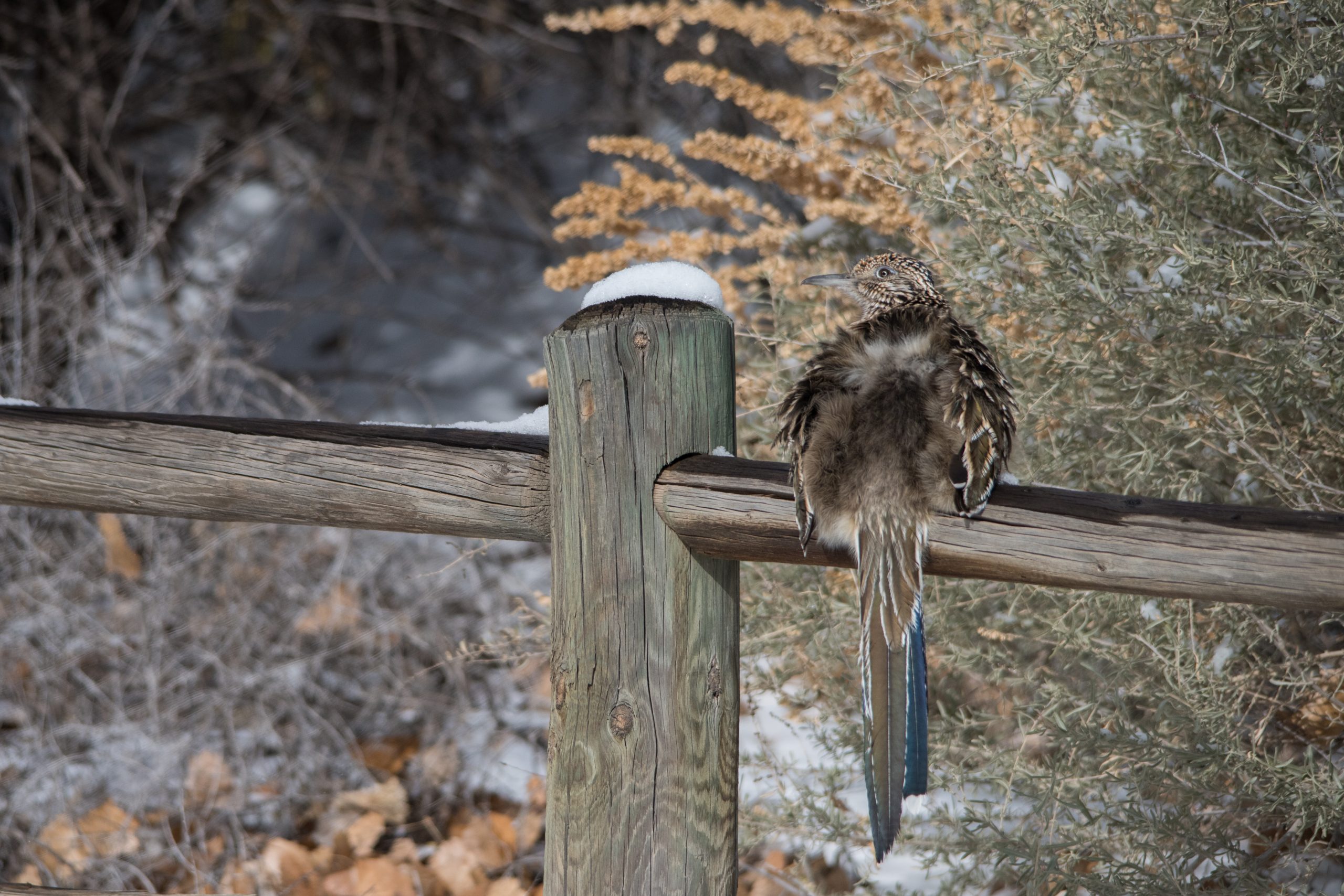 Roadrunner sitting on a rail showing its butt.