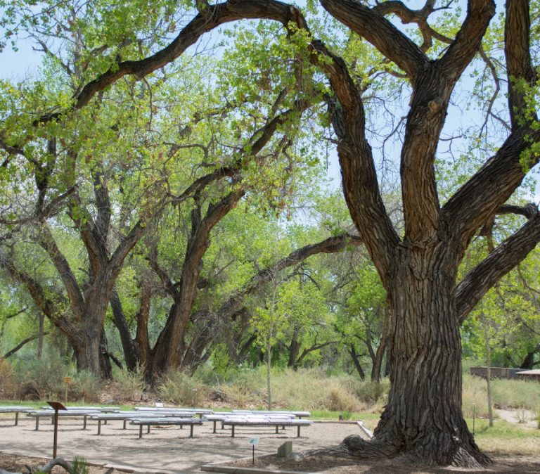 Cottonwood tree at outdoor classroom.