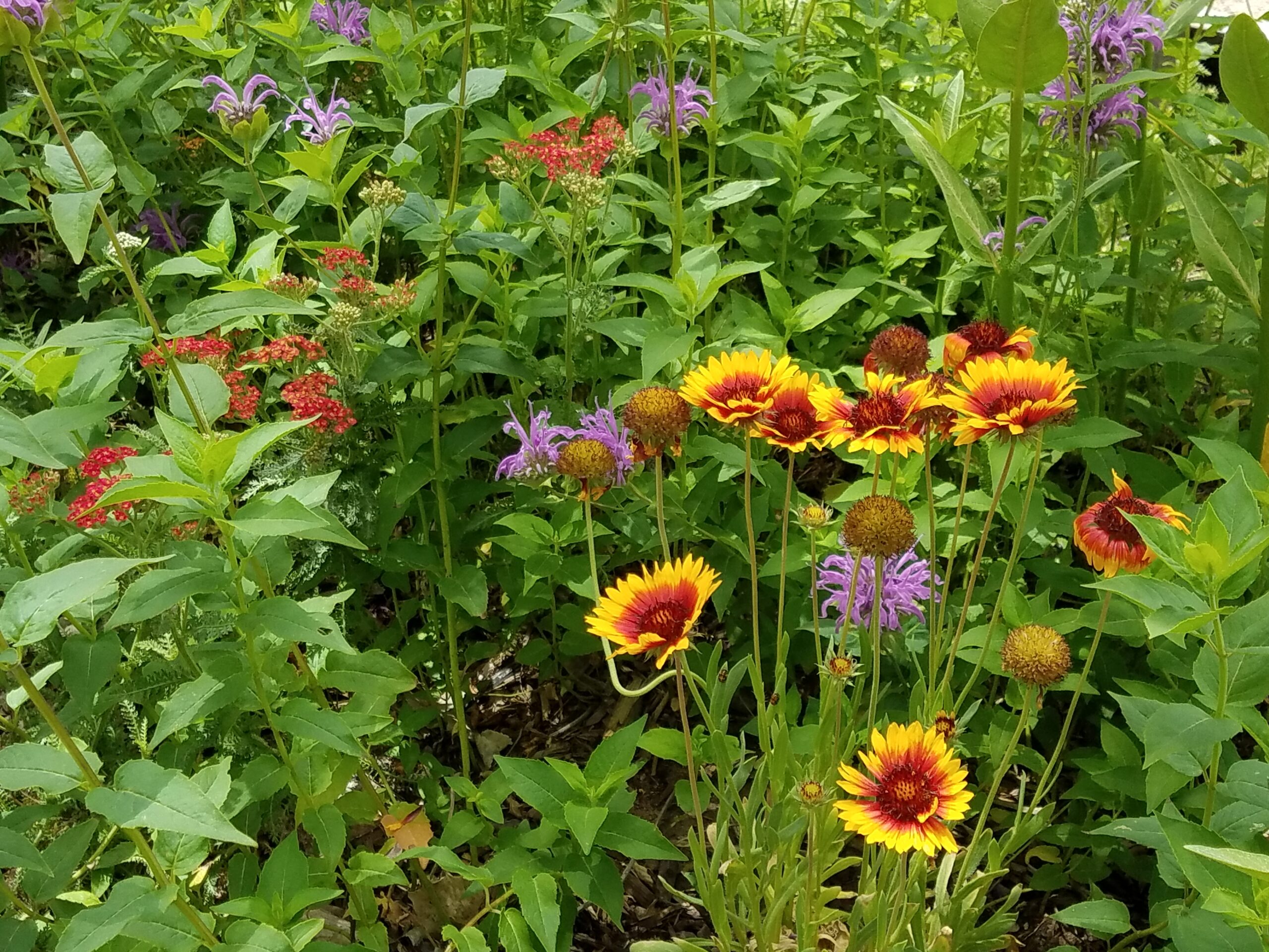 Flowers in Native Plant Garden.
