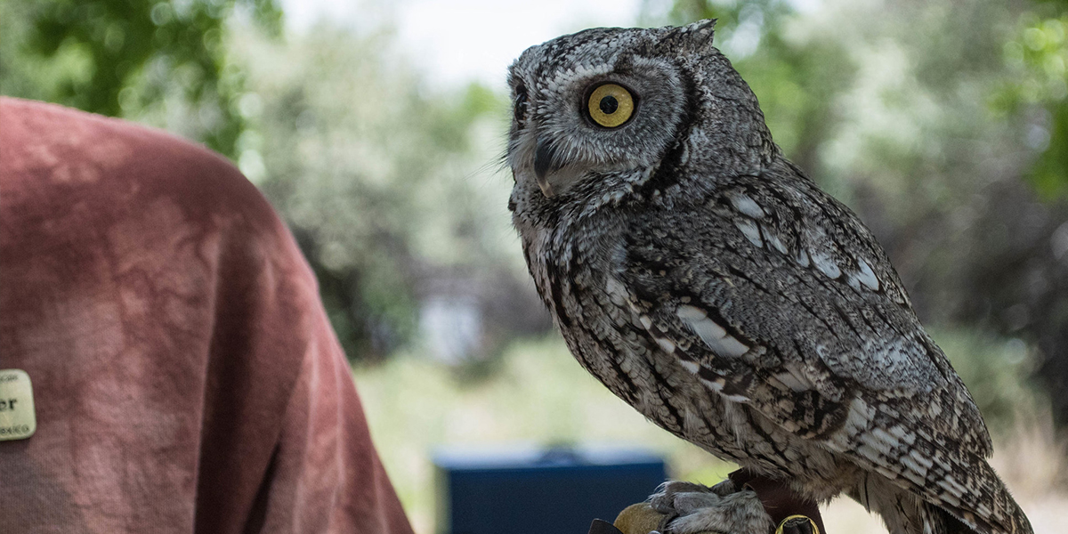 Owl with handler.