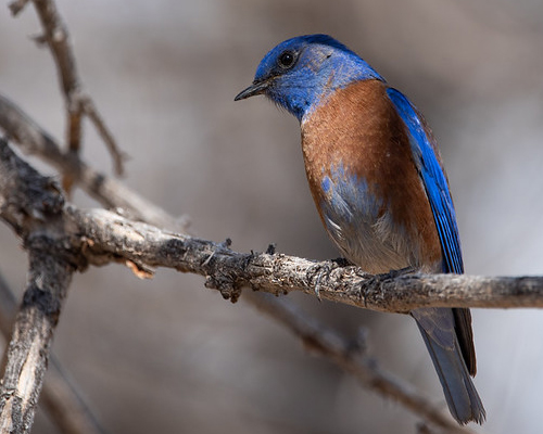 Blue and brown bird on a branch.