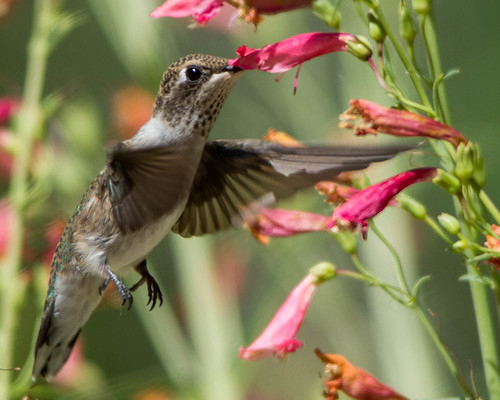 Hummingbird sipping nector.