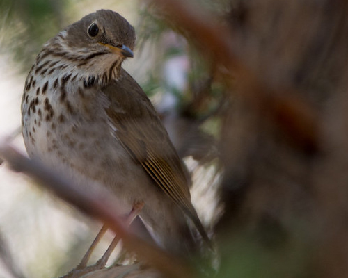 Bird in a bush.