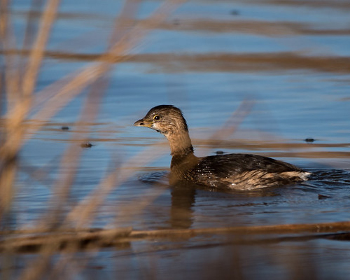 Duck in pond.