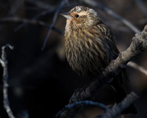 Bird on branch.