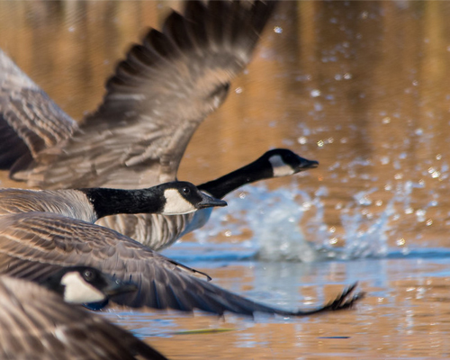 Canada geese over pond.