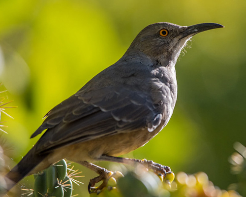 Bird on cactus.