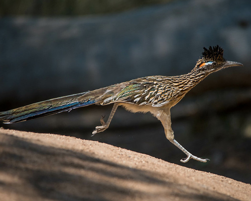 Roadrunner.