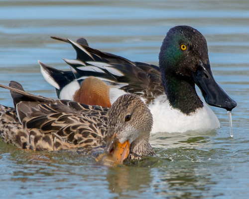 Ducks on pond.