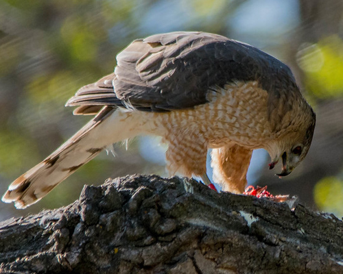 Hawk eating its kill.