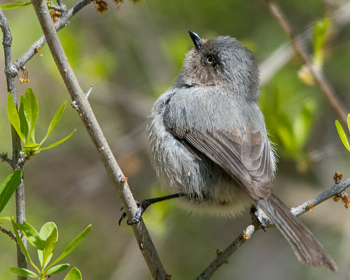 Bird on branch.