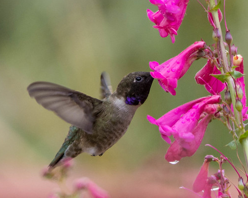 Humming bird feeding at flower.