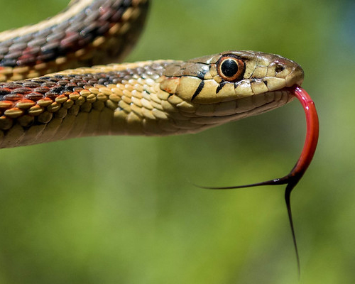 Snake.