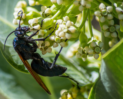 Wasp pollinating flowers.