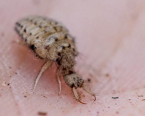 Insect.