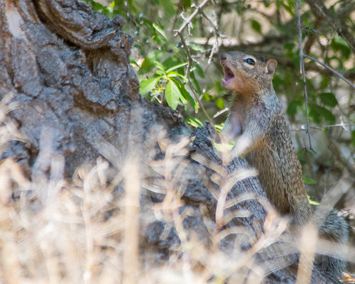 Squirrel in tree.