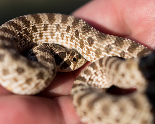Snake held by volunteer guide.