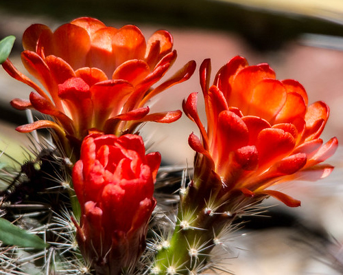 Cactus flowers.