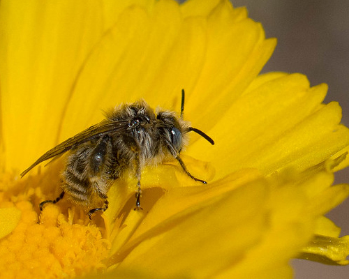 Native bee on flower.