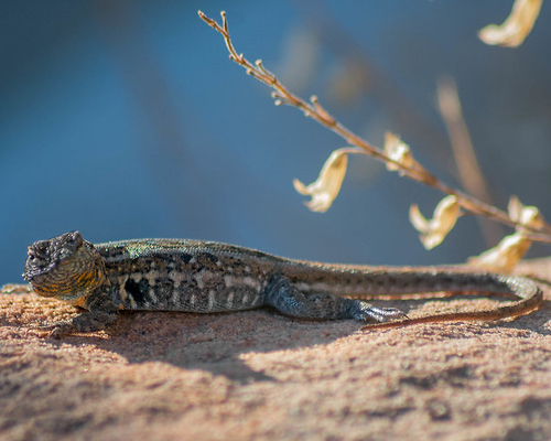 Lizard.