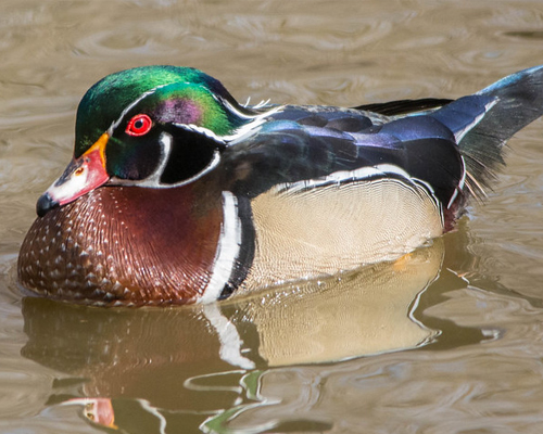 Wood duck.