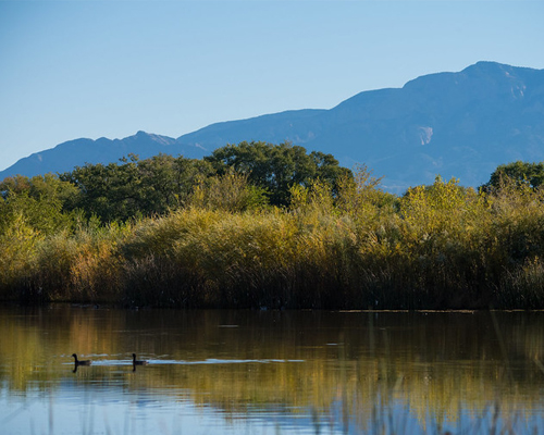 Wetland pond.