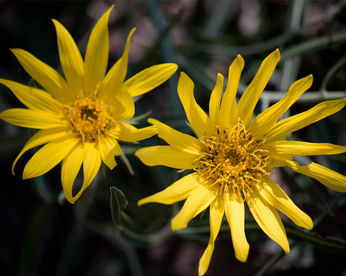 Yellow flowers.