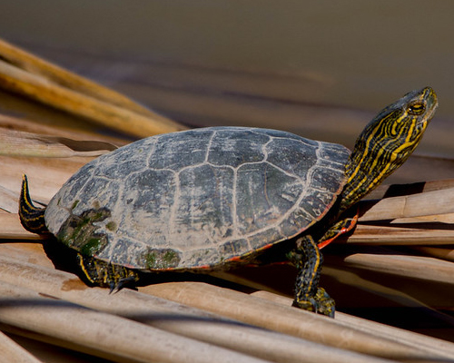 Painted Turtle.