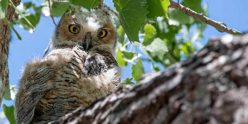 A baby owl sits in a cottonwood tree.