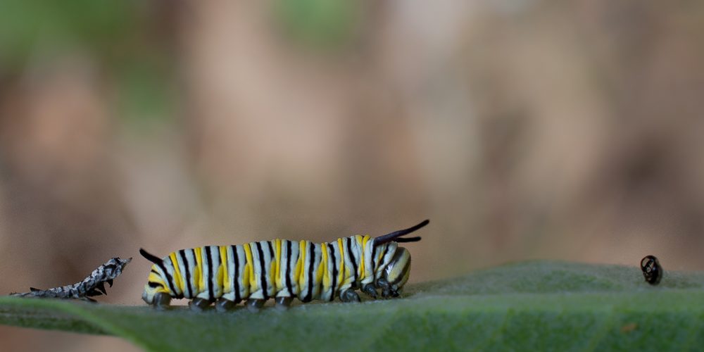 Caterpillars on a leaf.