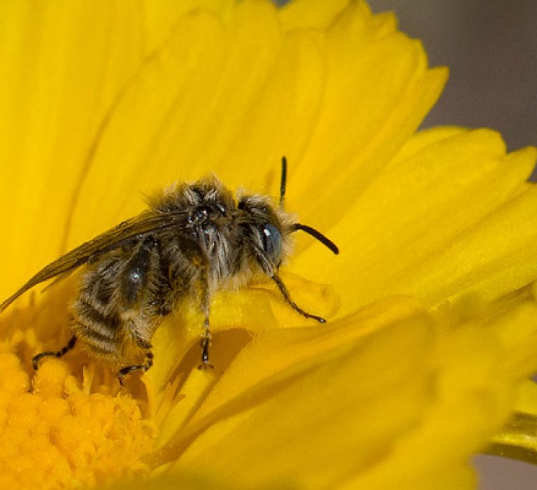 Native bee on flower.