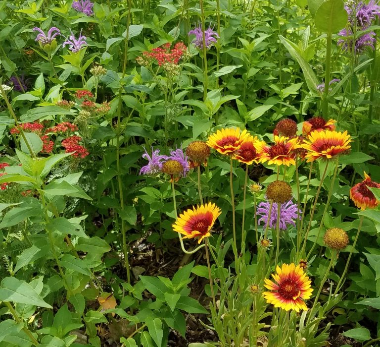 Flowers in Native Plant Garden.